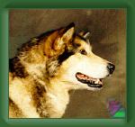 Dogs * (273 Slides)